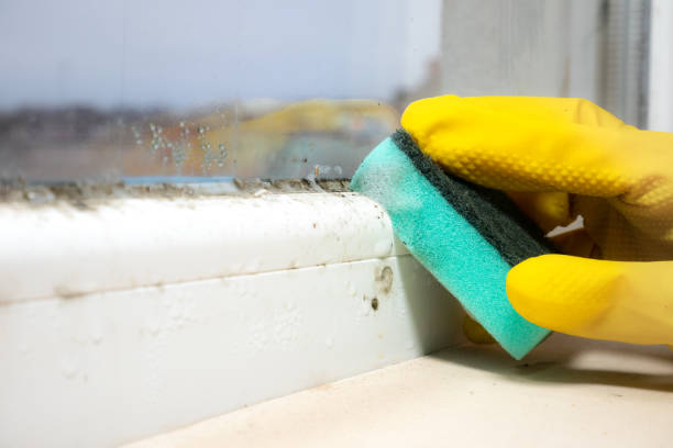 Best Mold Removal for HVAC Installations  in St Paul, NE